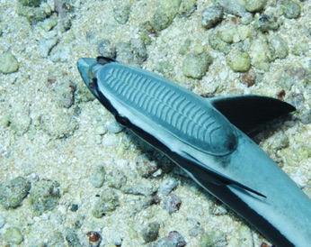 Fakarava Remora dorsal sucker